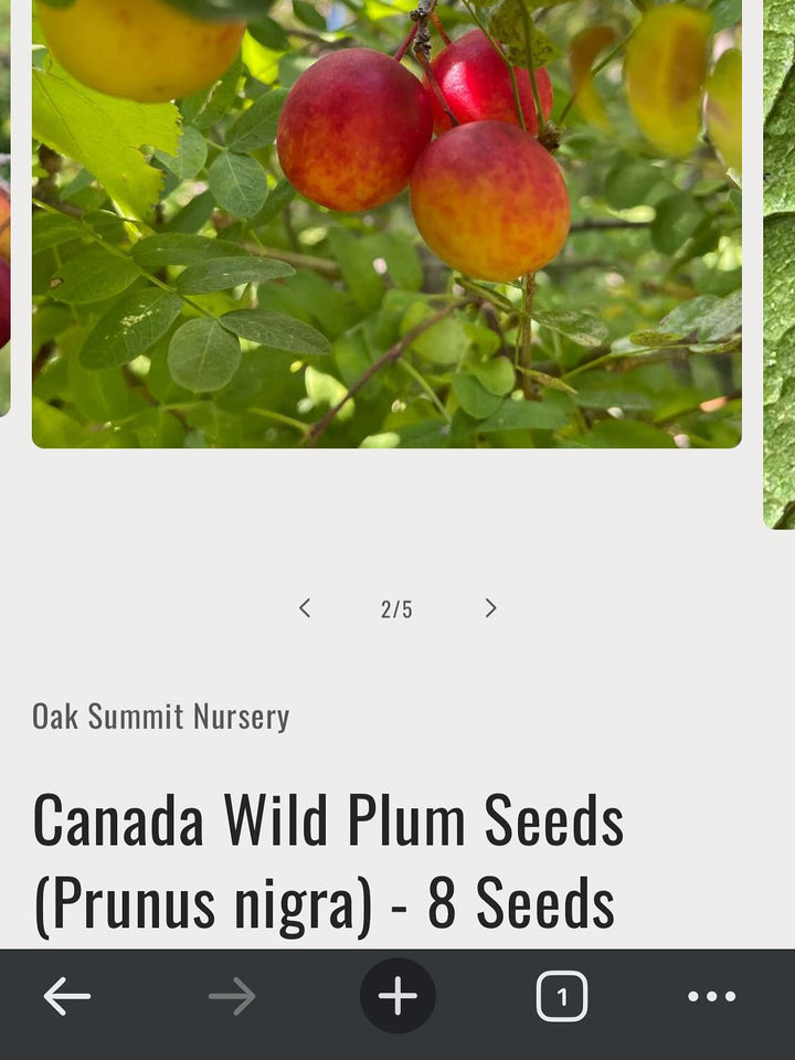 canada wild plum seeds available, image 2 of 2