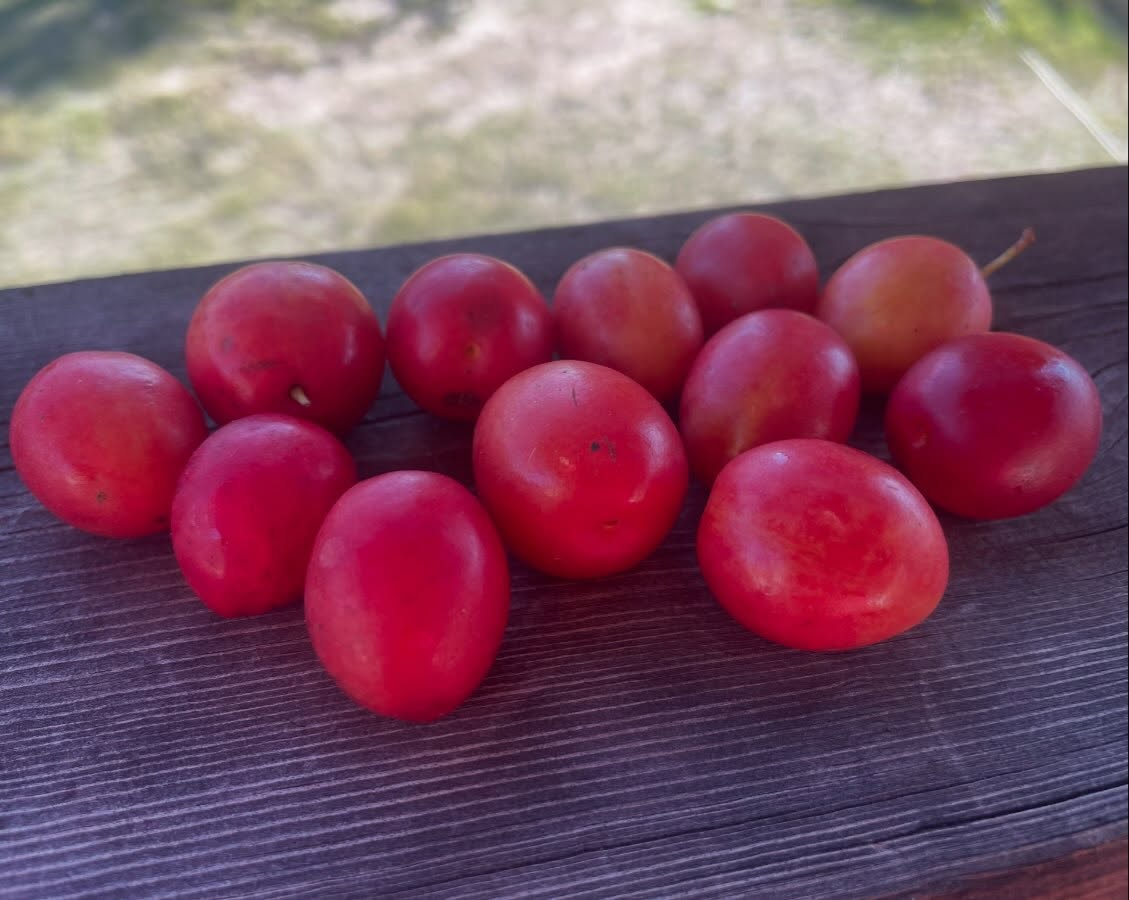 Canada wild plum collection from isolated stands