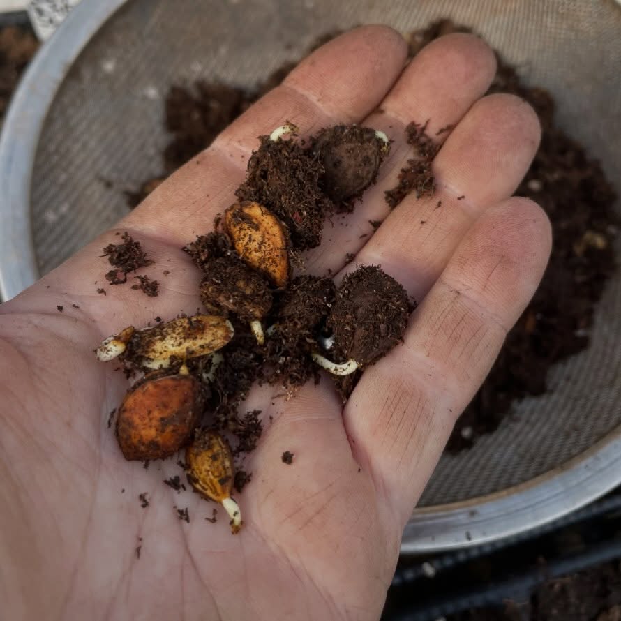 canada wild plums from 2023-24 - plums sometimes have a deep dormancy, if a percentage of your seeds don't germinate