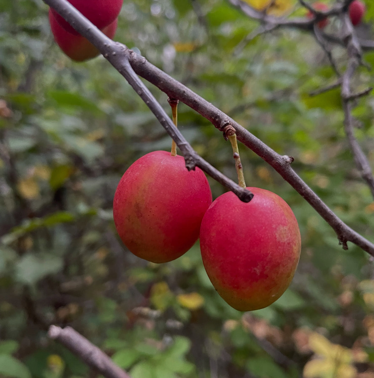 Canada wild plums from isolated wild stands, photograph 1 of 4