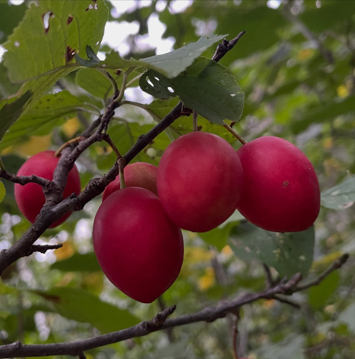 Canada wild plums from isolated wild stands, photograph 2 of 4