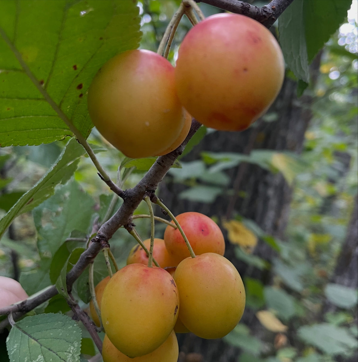 Canada wild plums from isolated wild stands, photograph 3 of 4