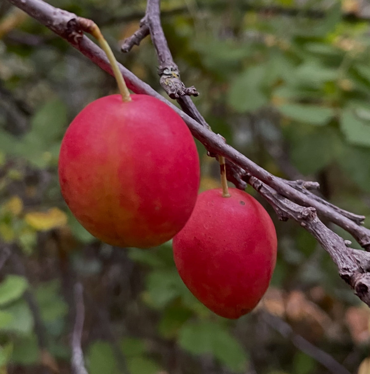 Canada wild plums from isolated wild stands, photograph 4 of 4