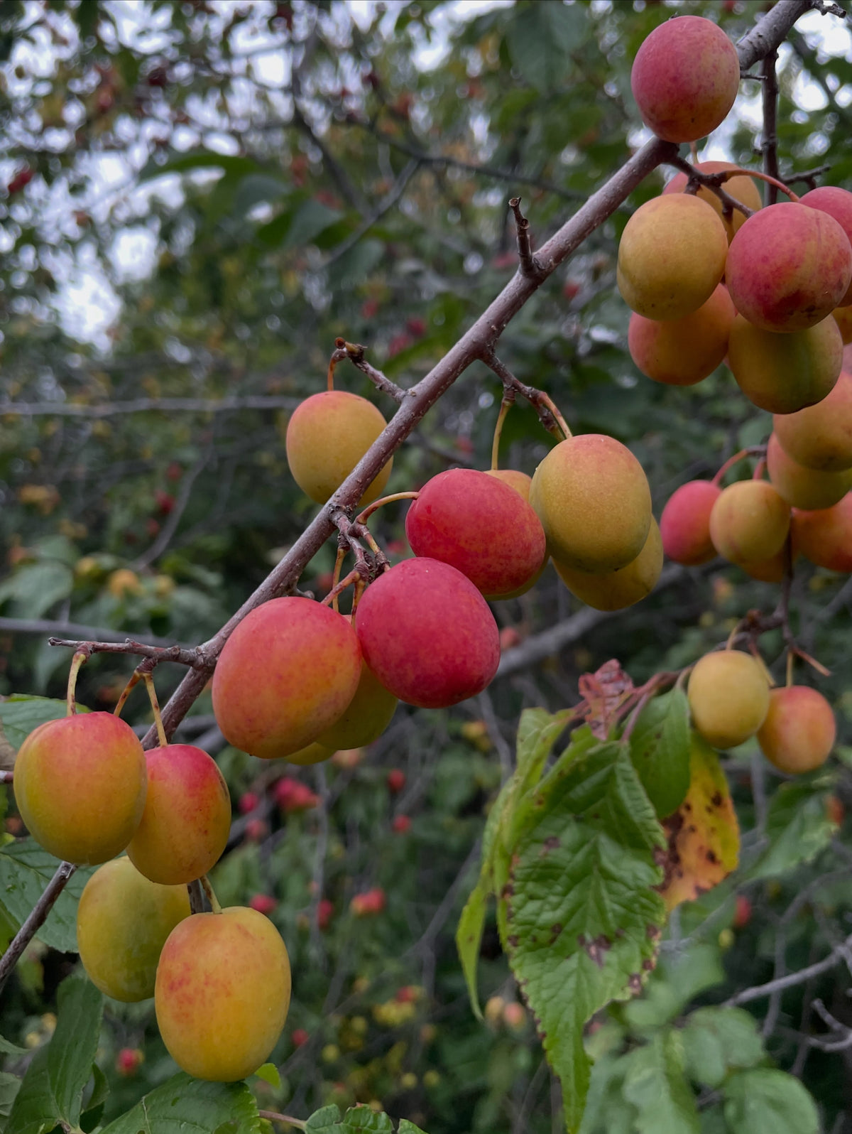Canada wild plums hanging heavy in old tree rows, photograph 1 of 5