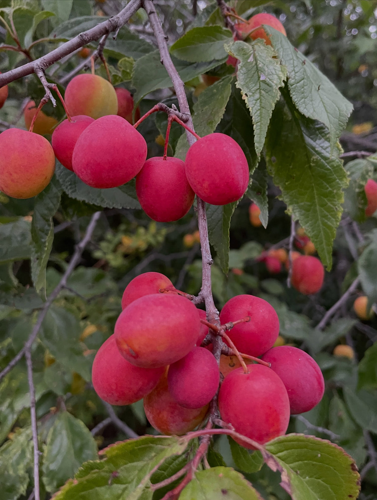 Canada wild plums hanging heavy in old tree rows, photograph 2 of 5