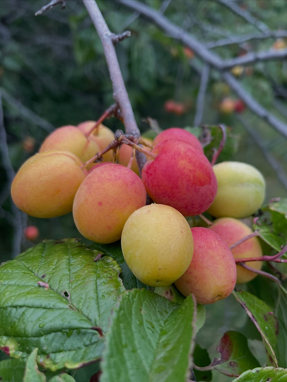 Canada wild plums hanging heavy in old tree rows, photograph 3 of 5