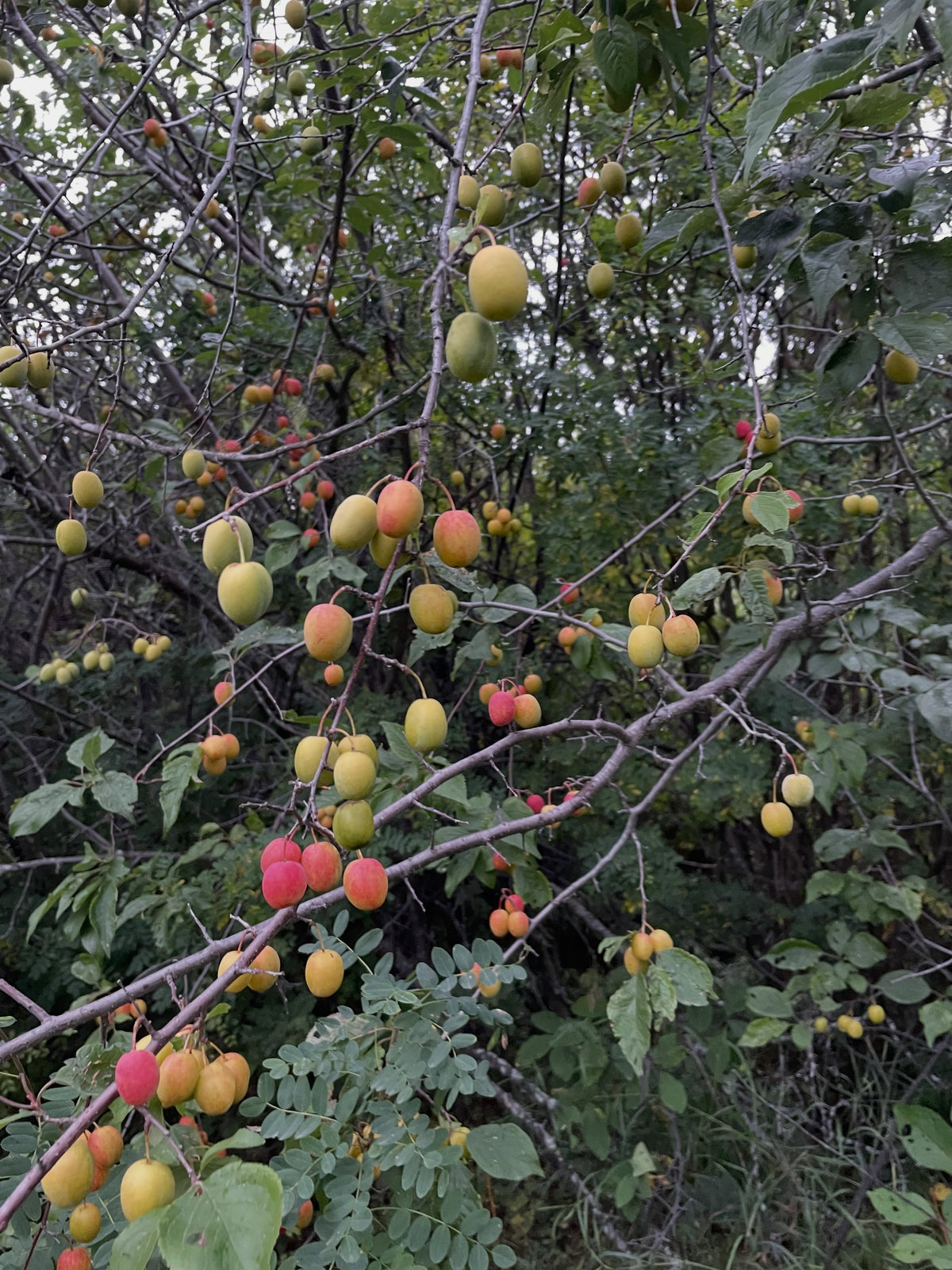 Canada wild plums hanging heavy in old tree rows, photograph 4 of 5