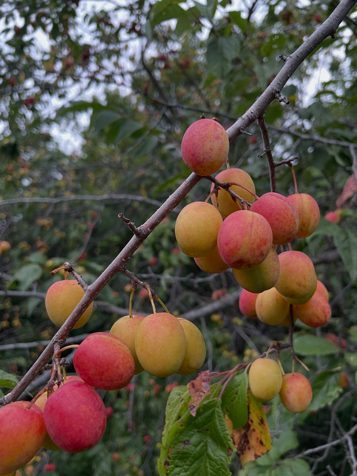 Canada wild plums hanging heavy in old tree rows, photograph 5 of 5