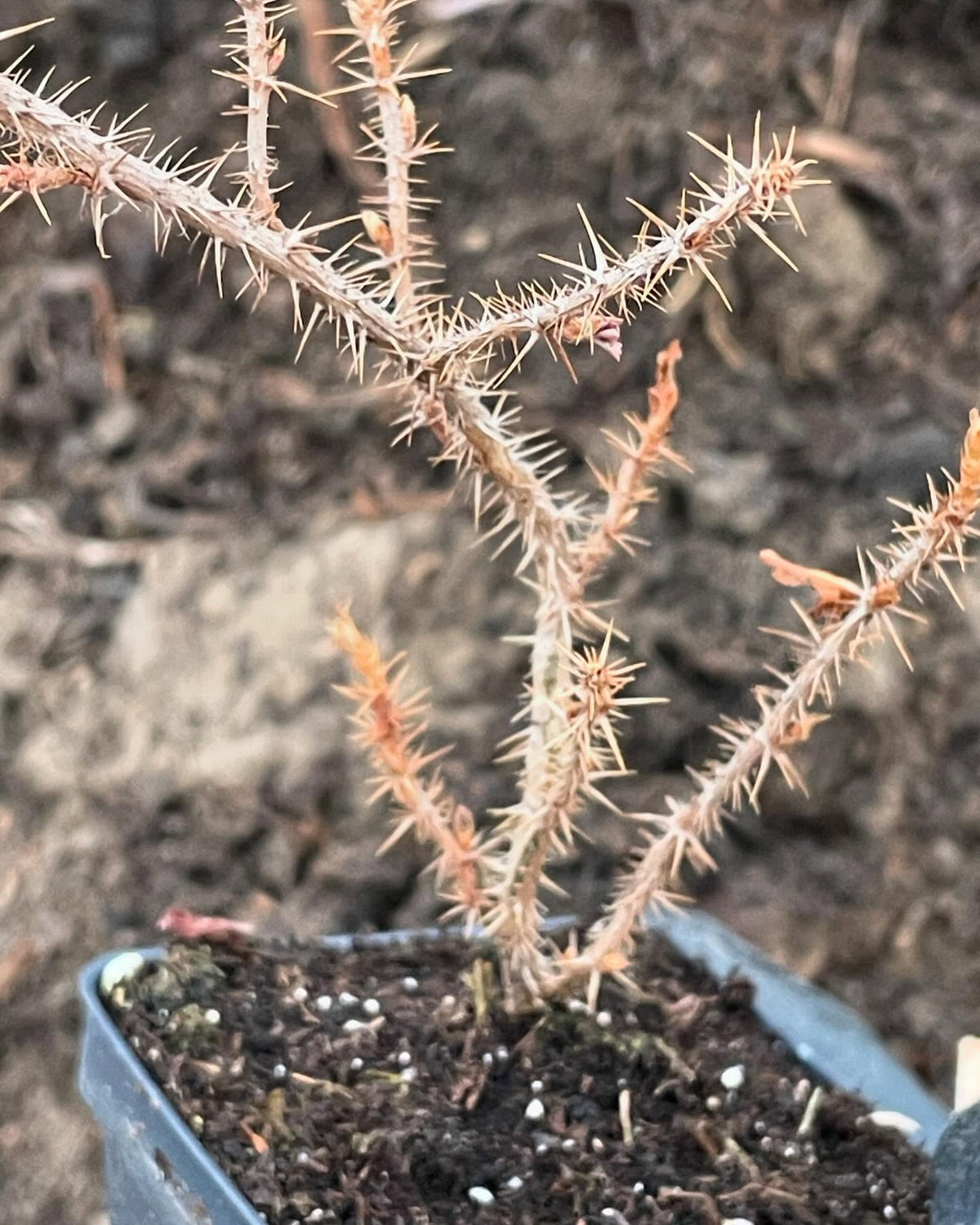 Canadian gooseberry grown from seed, Ribes oxyacanthoides, image 1 of 3