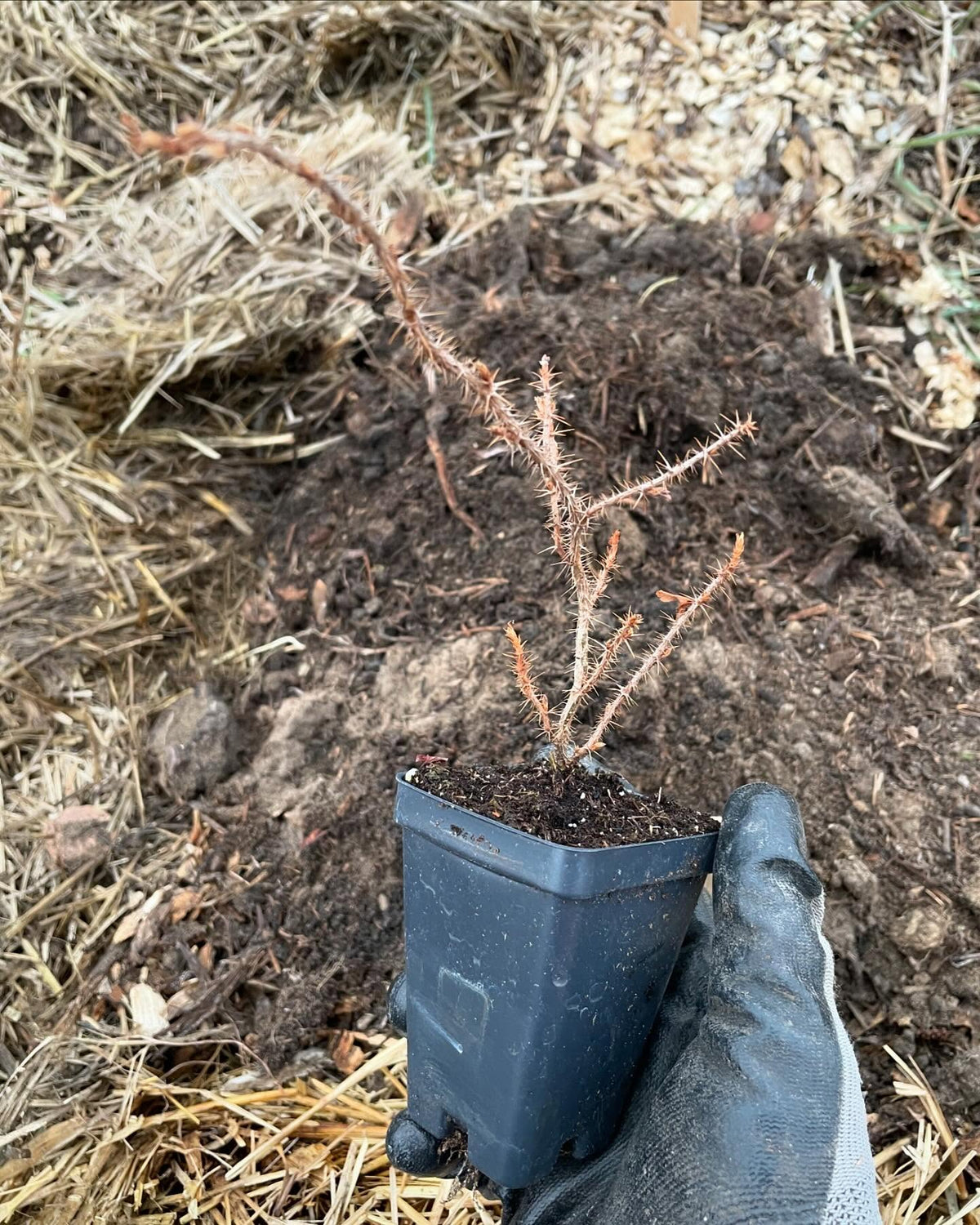 Canadian gooseberry grown from seed, Ribes oxyacanthoides, image 2 of 3