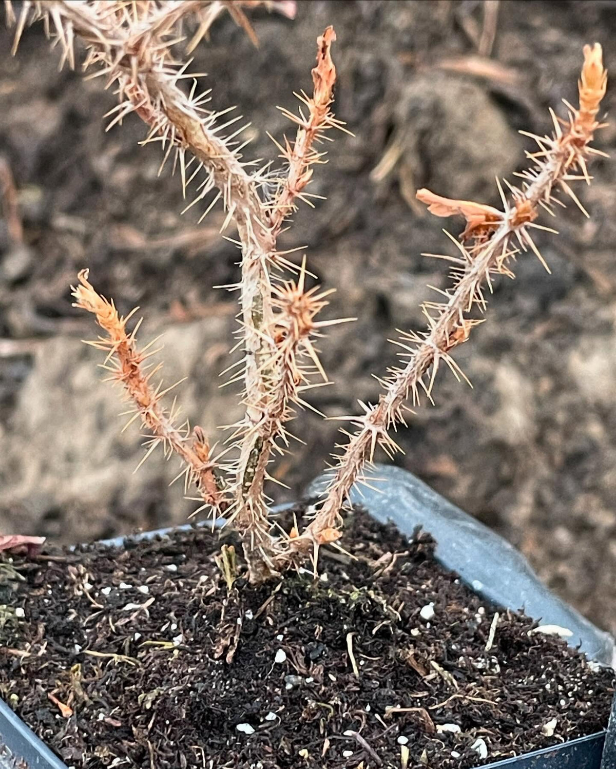 Canadian gooseberry grown from seed, Ribes oxyacanthoides, image 3 of 3