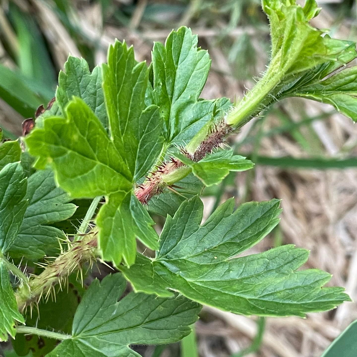 canadian gooseberry, Ribes oxyacanthoides, image 1 of 4