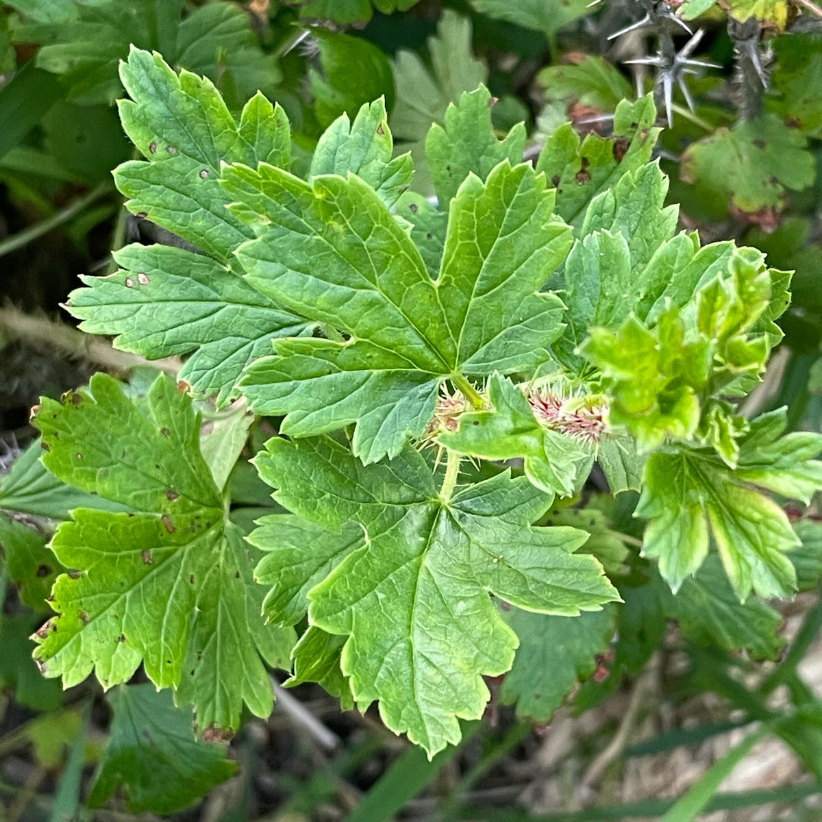 canadian gooseberry, Ribes oxyacanthoides, image 2 of 4