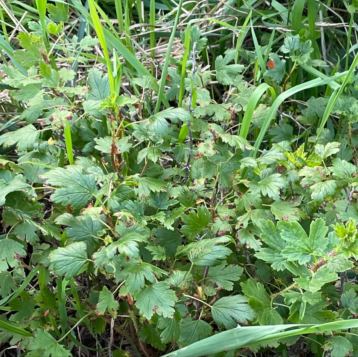 canadian gooseberry, Ribes oxyacanthoides, image 3 of 4