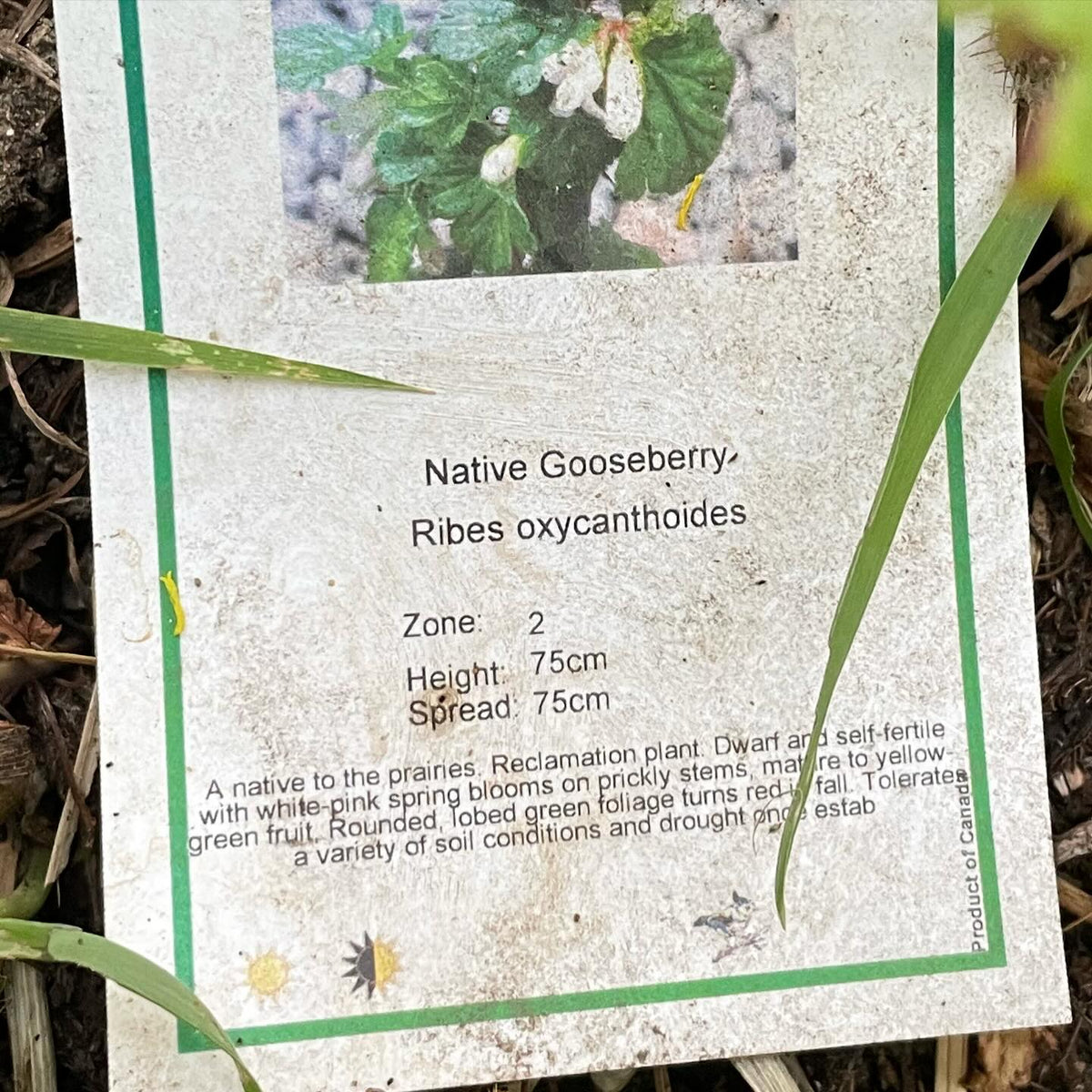 canadian gooseberry, Ribes oxyacanthoides, image 4 of 4