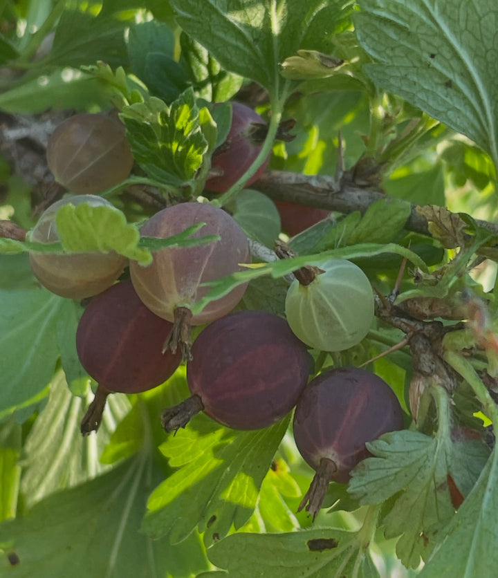 canadian gooseberry, Ribes oxyacanthoides, image 1 of 9