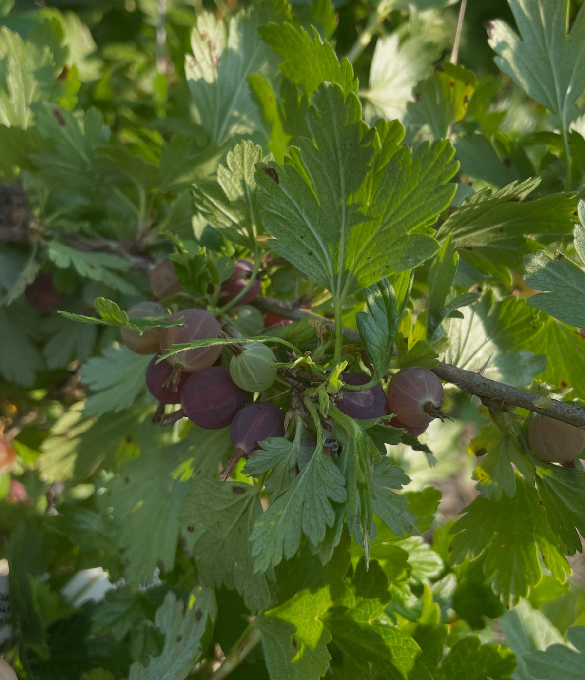 canadian gooseberry, Ribes oxyacanthoides, image 2 of 9