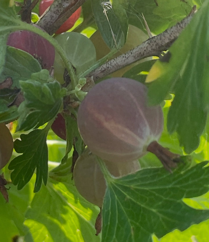 canadian gooseberry, Ribes oxyacanthoides, image 3 of 9