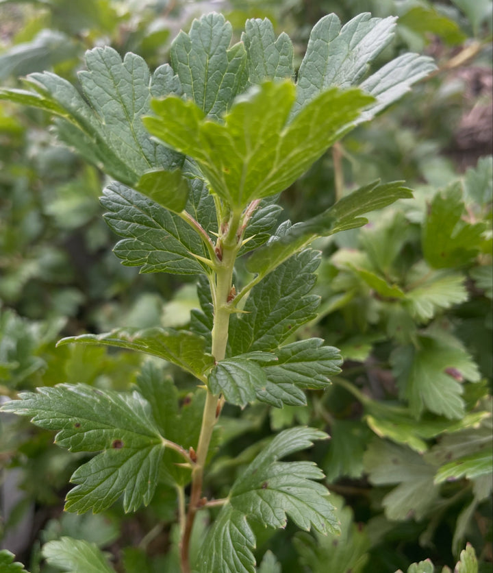 canadian gooseberry, Ribes oxyacanthoides, image 4 of 9
