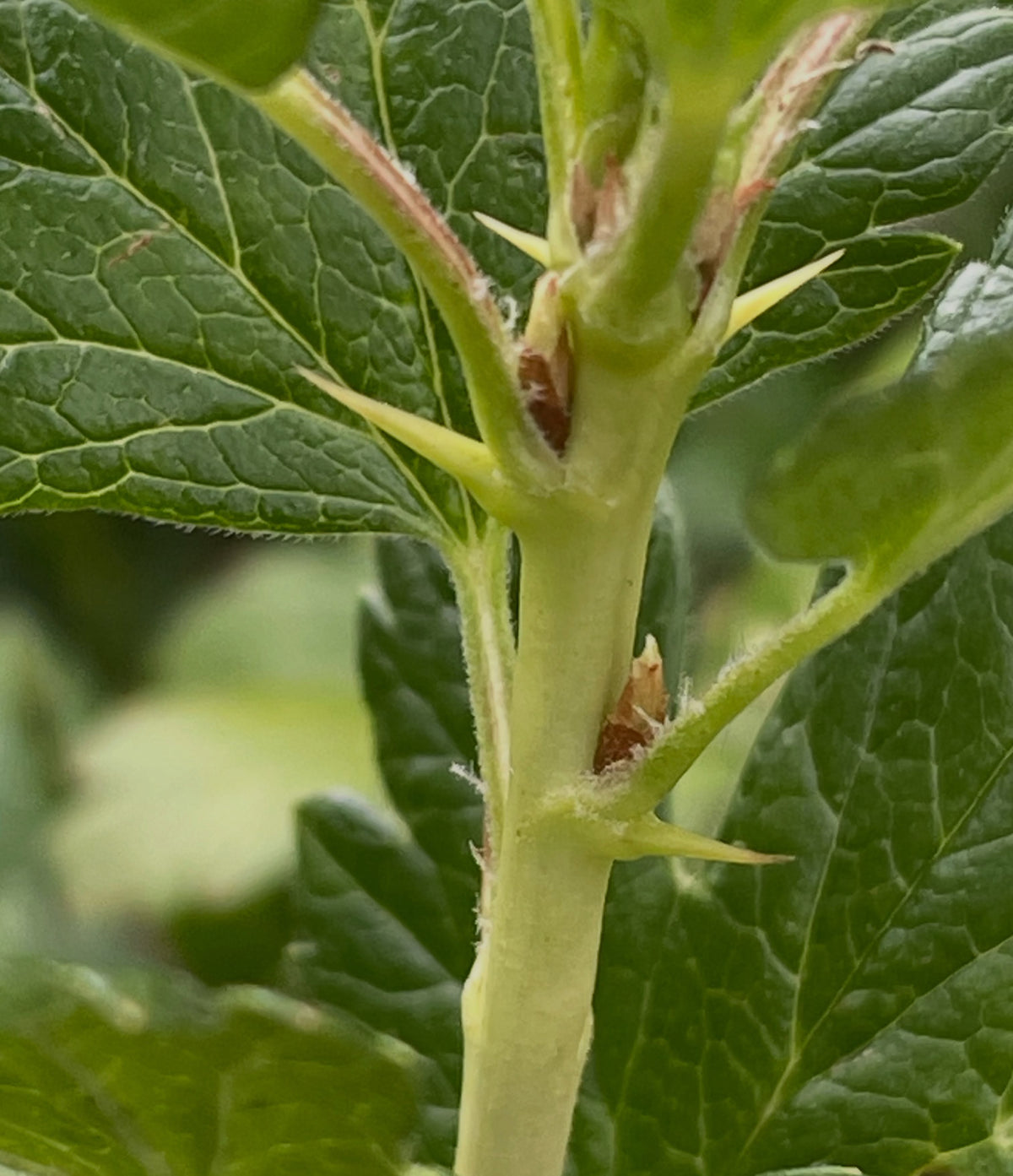 canadian gooseberry, Ribes oxyacanthoides, image 5 of 9