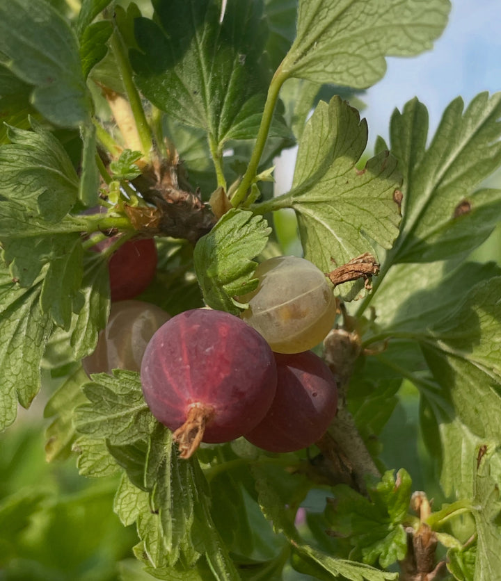 canadian gooseberry, Ribes oxyacanthoides, image 6 of 9