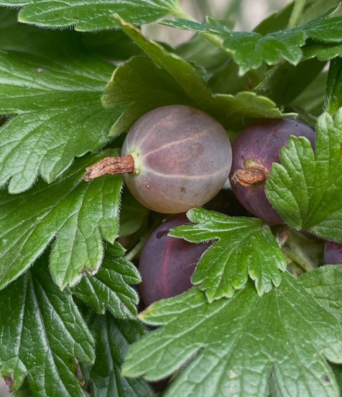 canadian gooseberry, Ribes oxyacanthoides, image 7 of 9