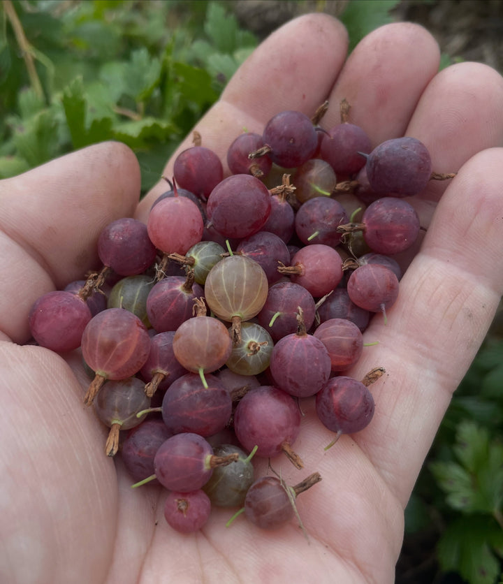 canadian gooseberry, Ribes oxyacanthoides, image 8 of 9