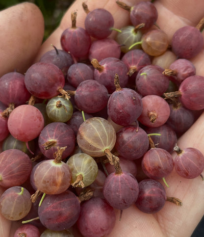 canadian gooseberry, Ribes oxyacanthoides, image 9 of 9