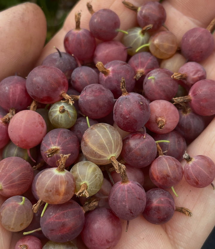 canadian gooseberry, Ribes oxyacanthoides, image 9 of 9