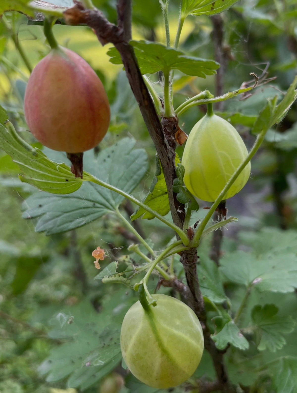 captivator gooseberry, oval teardrop shaped fruit, large, image 1 of 2