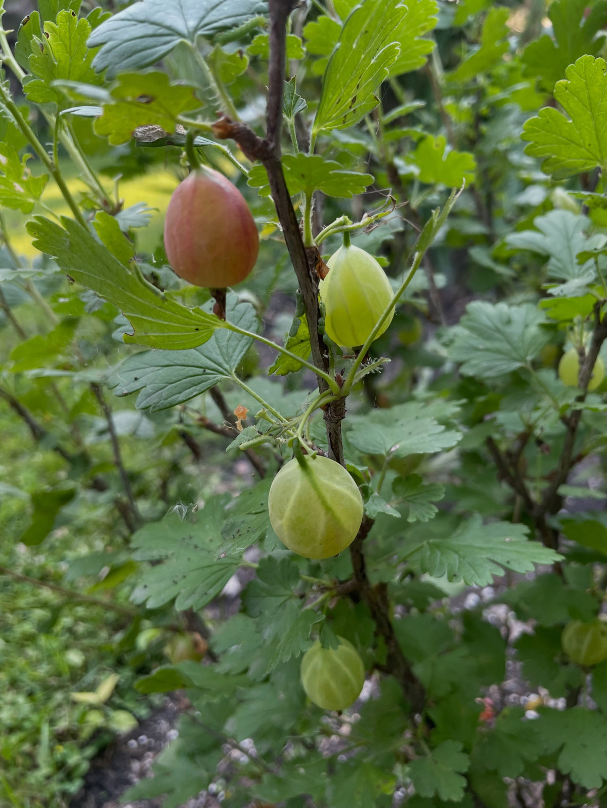 captivator gooseberry, oval teardrop shaped fruit, large, image 2 of 2