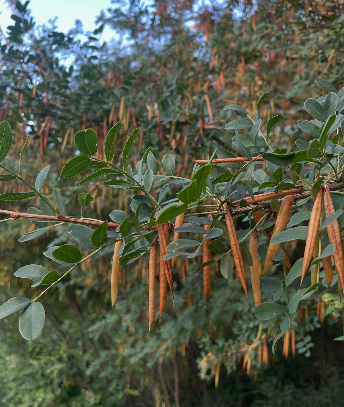 caragana seed, collecting it now before all of the pods pop open, image 1 of 4