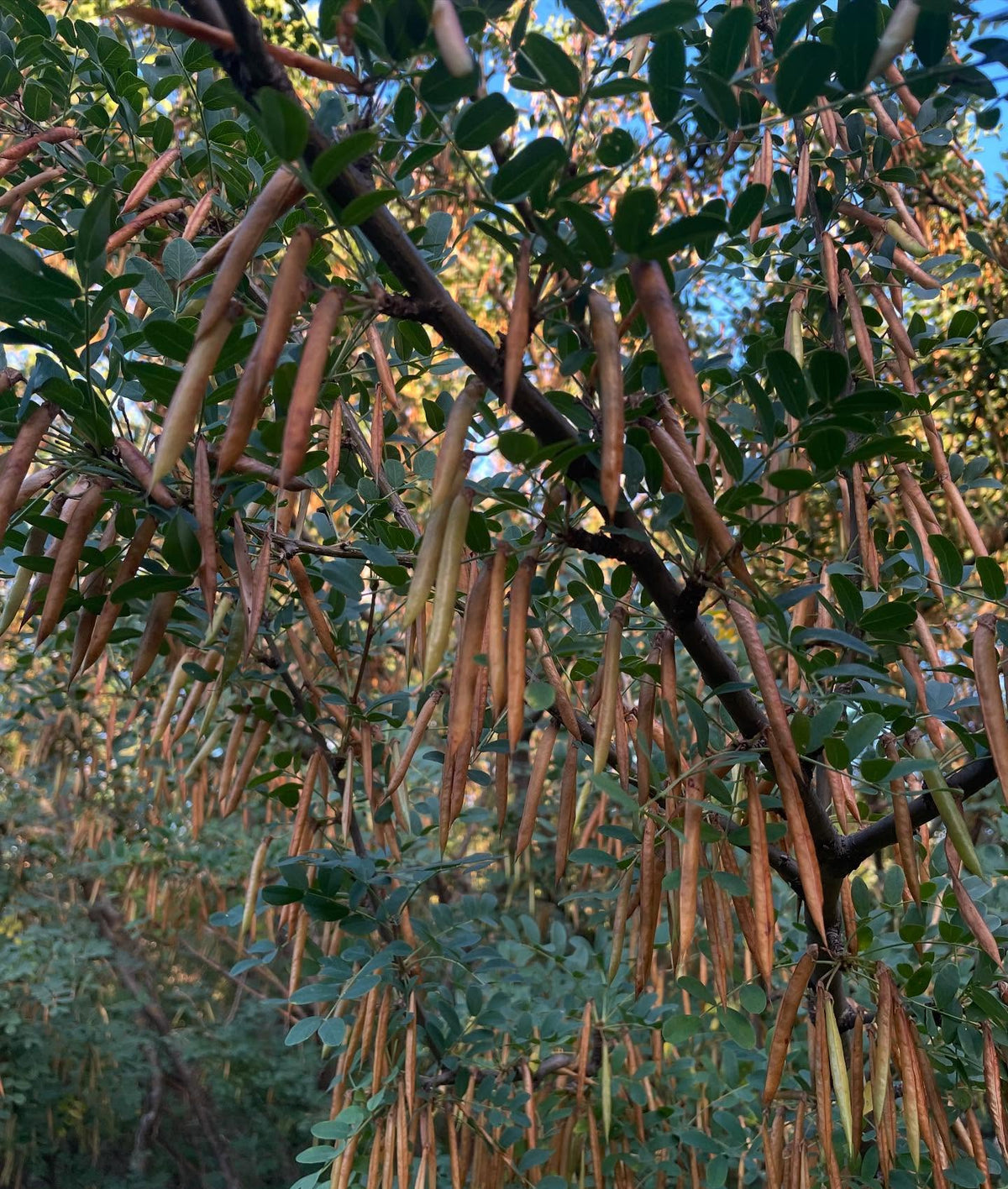 caragana seed, collecting it now before all of the pods pop open, image 2 of 4