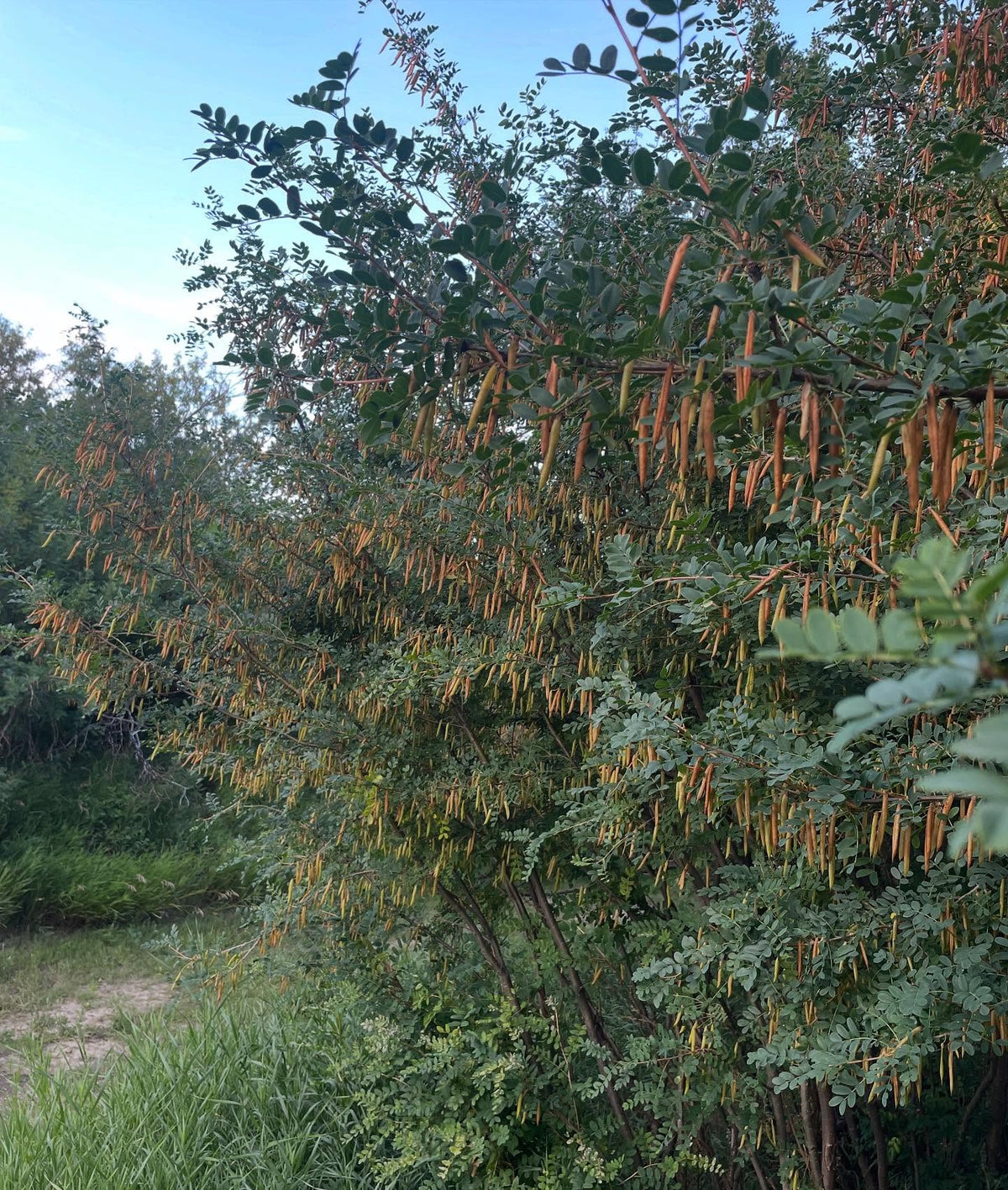 caragana seed, collecting it now before all of the pods pop open, image 3 of 4
