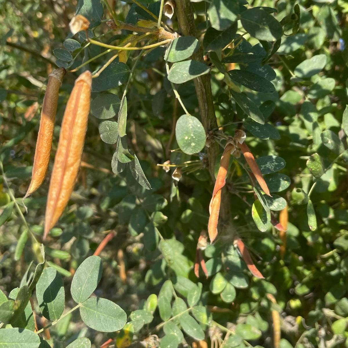 caragana seeds ready to harvest, the window is just a couple of weeks before the pods pop open in a spiral and drop, image 1 of 3