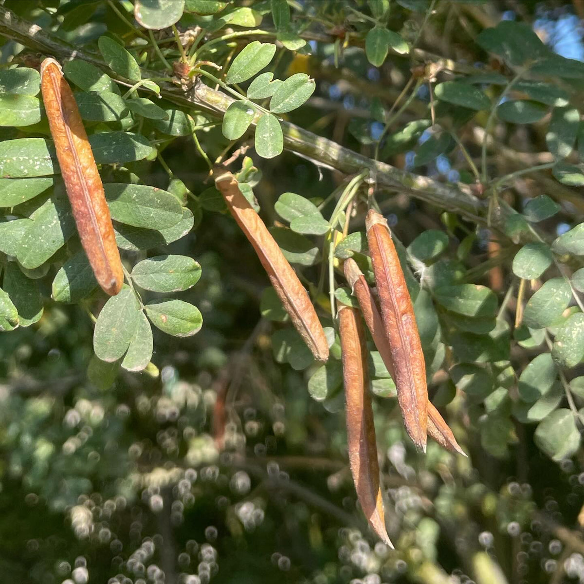 caragana seeds ready to harvest, the window is just a couple of weeks before the pods pop open in a spiral and drop, image 2 of 3