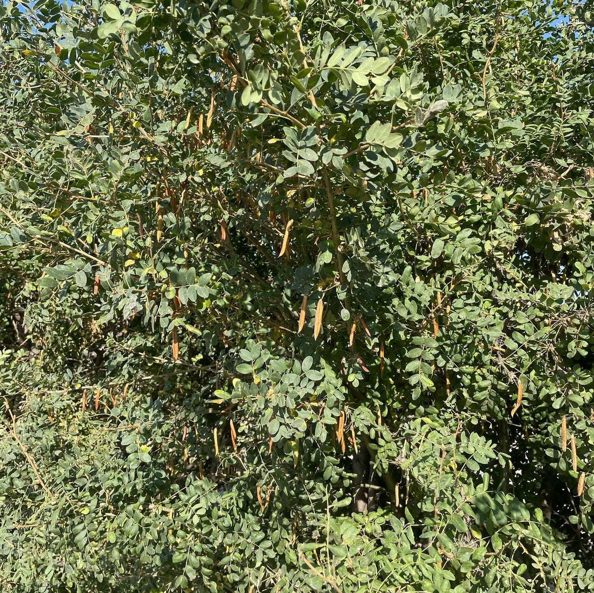 caragana seeds ready to harvest, the window is just a couple of weeks before the pods pop open in a spiral and drop, image 3 of 3