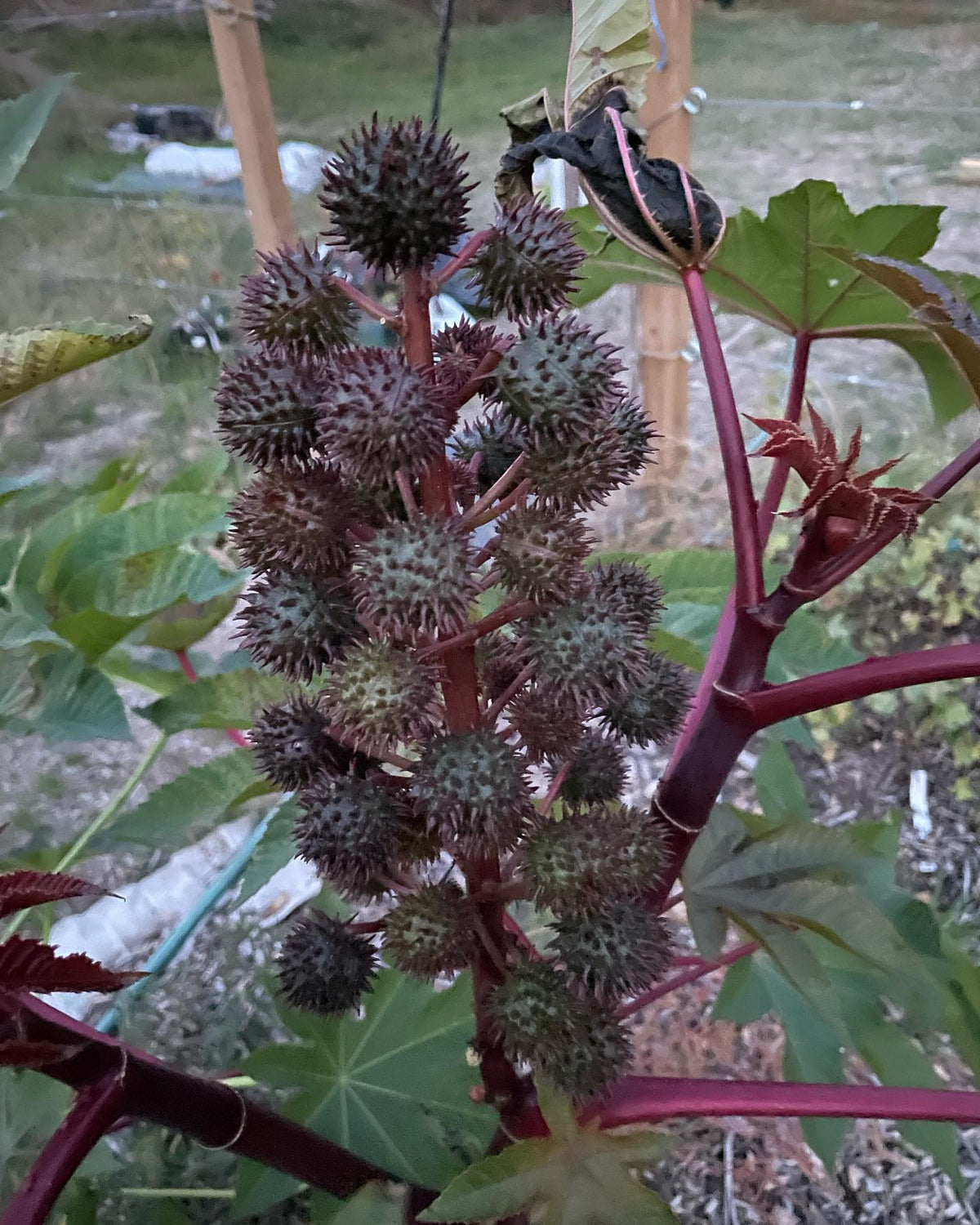 castor bean pods, close to ripe I would think, anyone know if they can take a frost