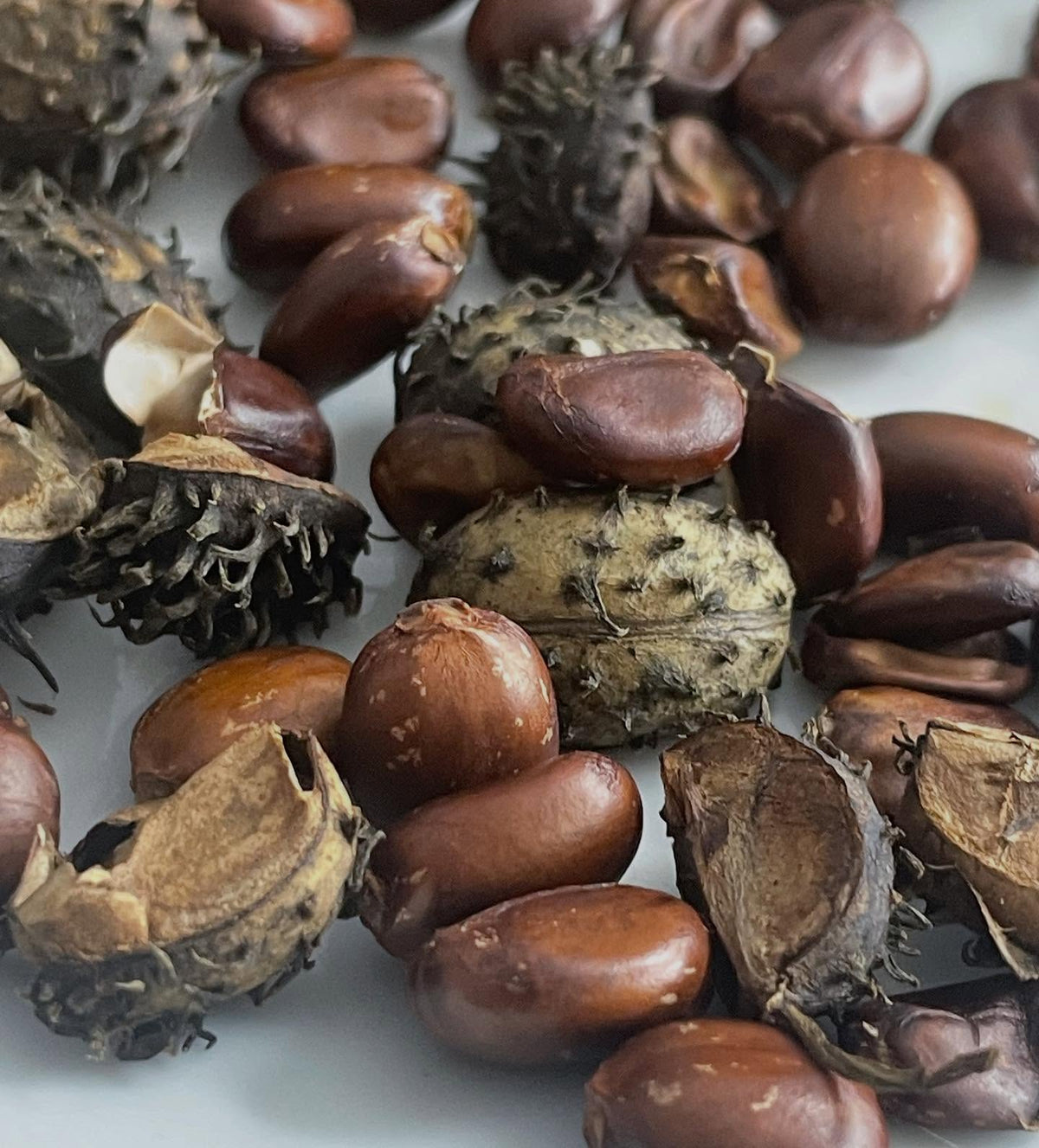 castor beans, image 1 of 2