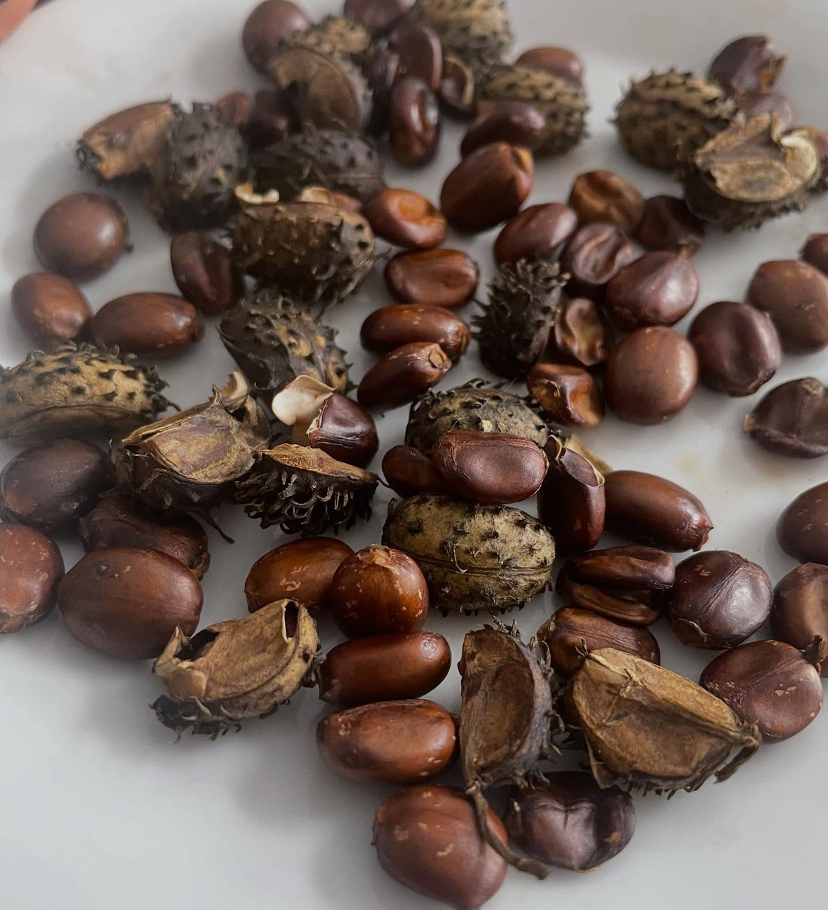 castor beans, image 2 of 2