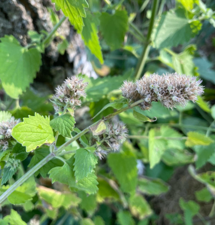 catnip is about ripe for collecting seed, image 1 of 2