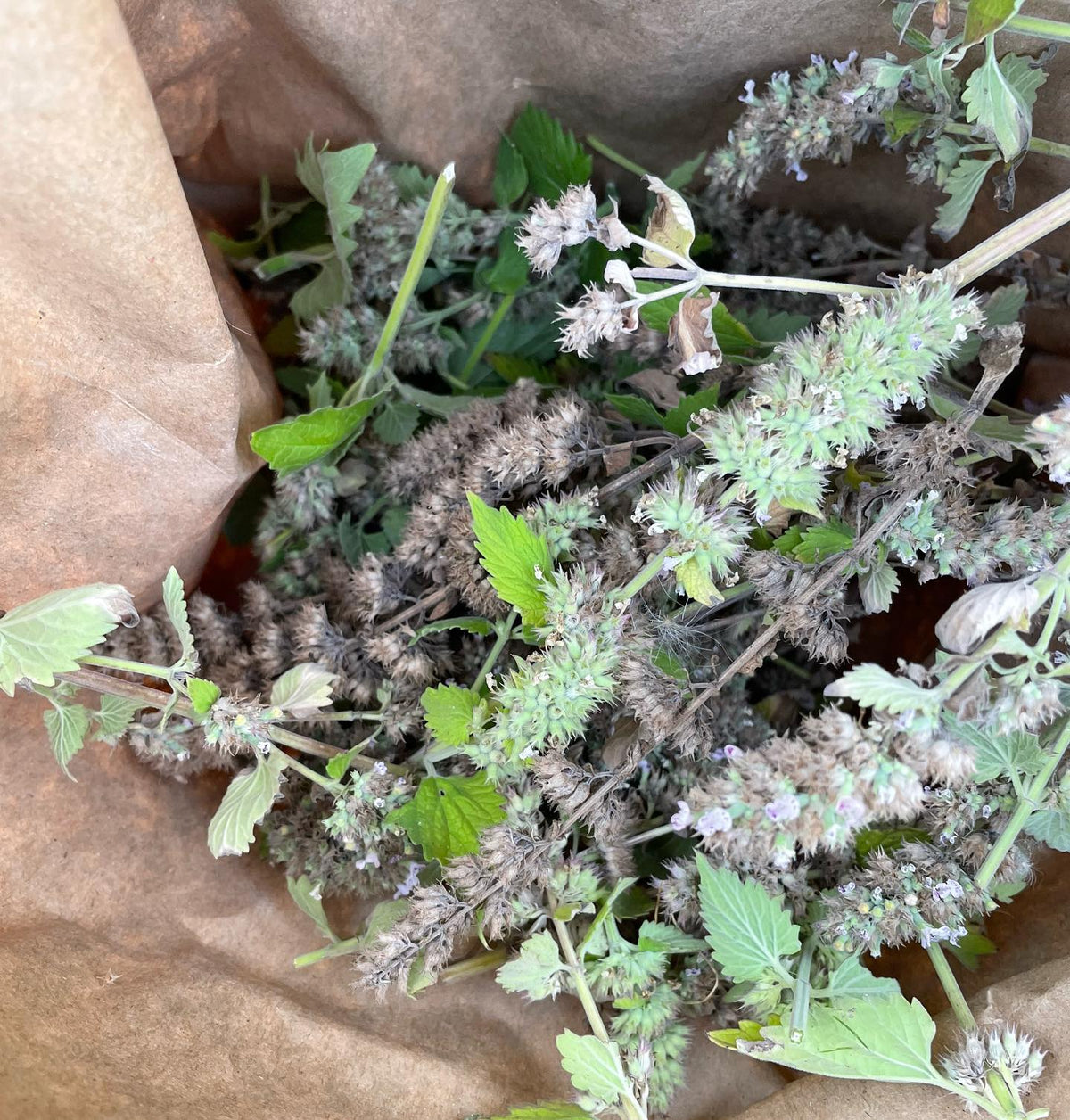 catnip is about ripe for collecting seed, image 2 of 2