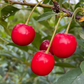 Semillas de cereza ácida (Prunus x kerrasis) - Cerezo resistente al frío (Zona 3) - 15 semillas