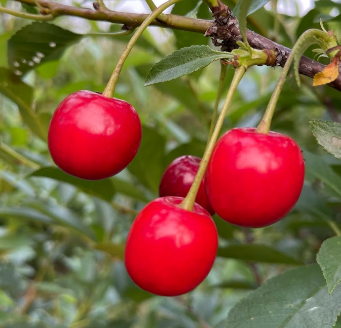 Sour Cherry Seeds (Prunus x kerrasis)  - Cold Hardy Cherry Tree - (Zone 3) - 15 Seeds