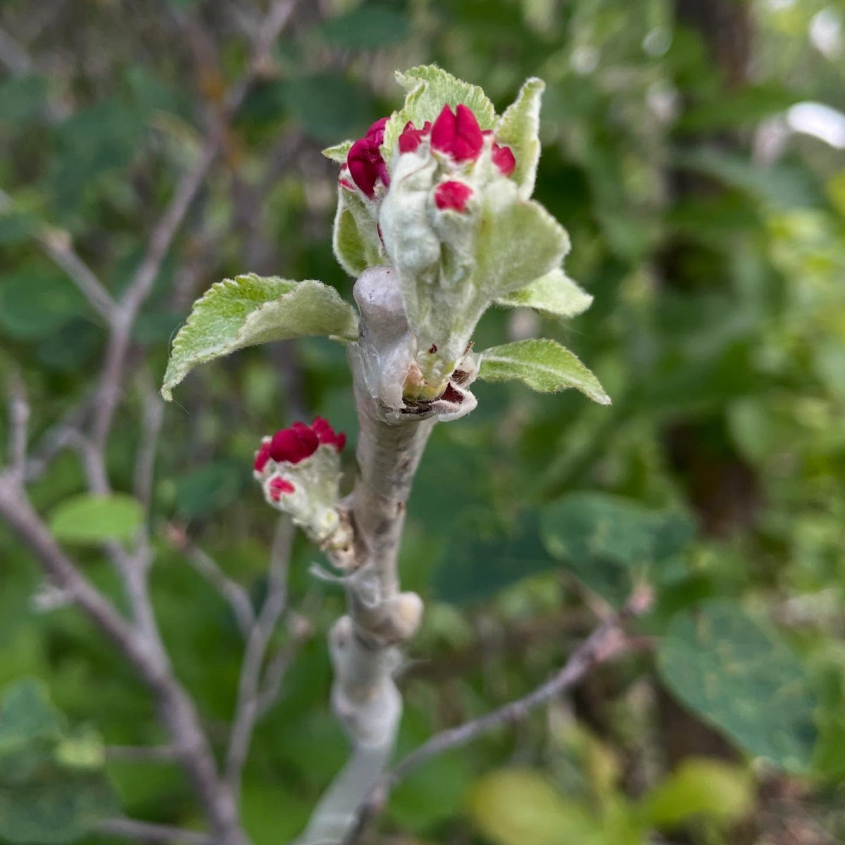 checking apple grafts on saskatoon, image 1 of 5