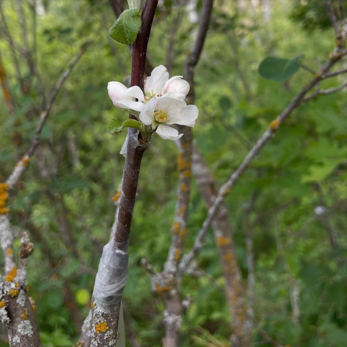 checking apple grafts on saskatoon, image 2 of 5