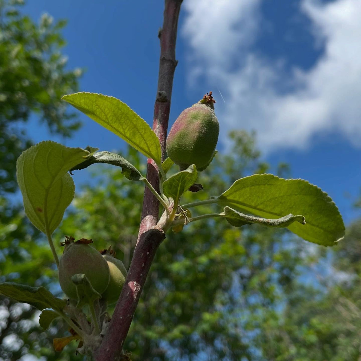 checking apple grafts on saskatoon, image 4 of 5