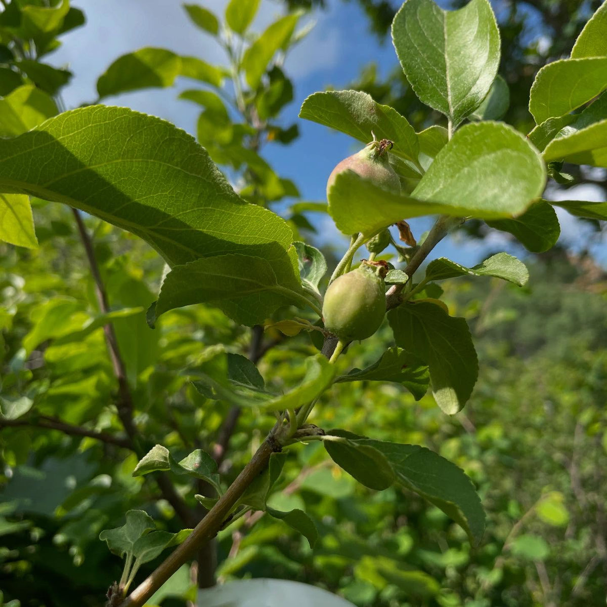 checking apple grafts on saskatoon, image 5 of 5