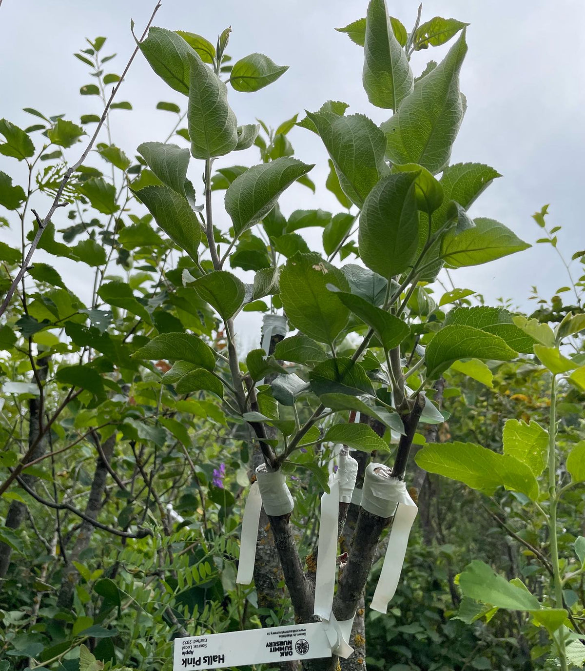 checking apple grafts top worked onto saskatoon this spring, image 1 of 4