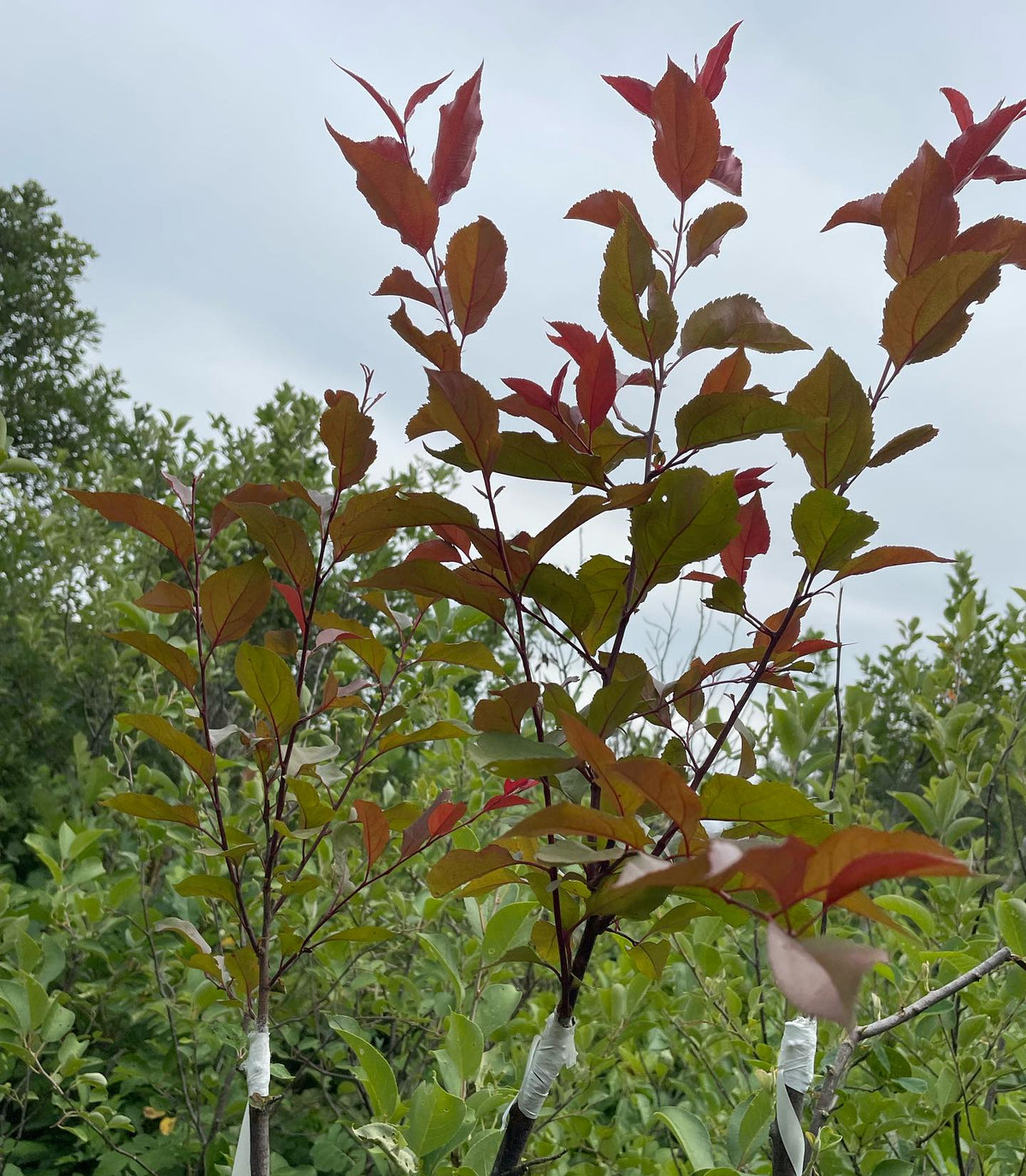 checking apple grafts top worked onto saskatoon this spring, image 2 of 4
